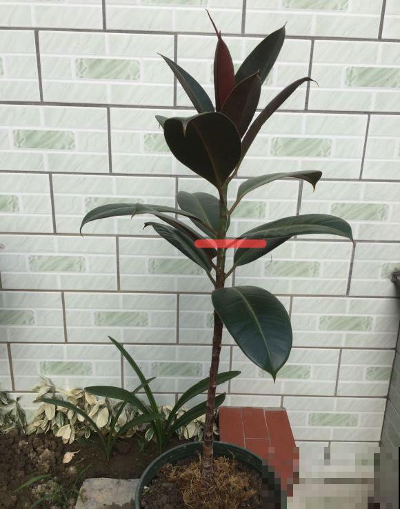 7种花要赶紧砍头，一头变多头，长得是真旺