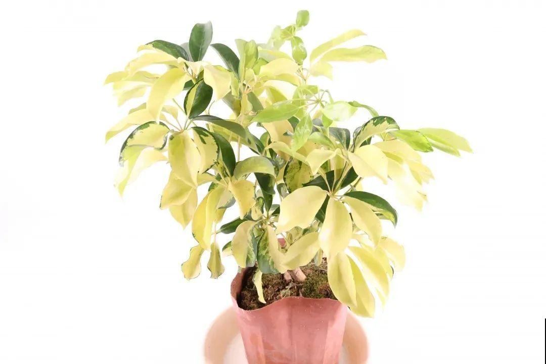 家里的绿植特高大，像是进了热带雨林，热气都跑光了