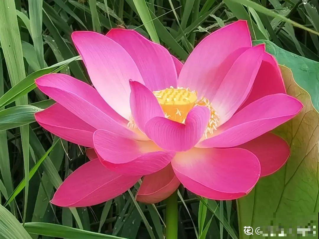 家里养盆香水花,满屋子飘香,还能净化空气 家里养盆香水花,满屋子飘香,还能净化空气