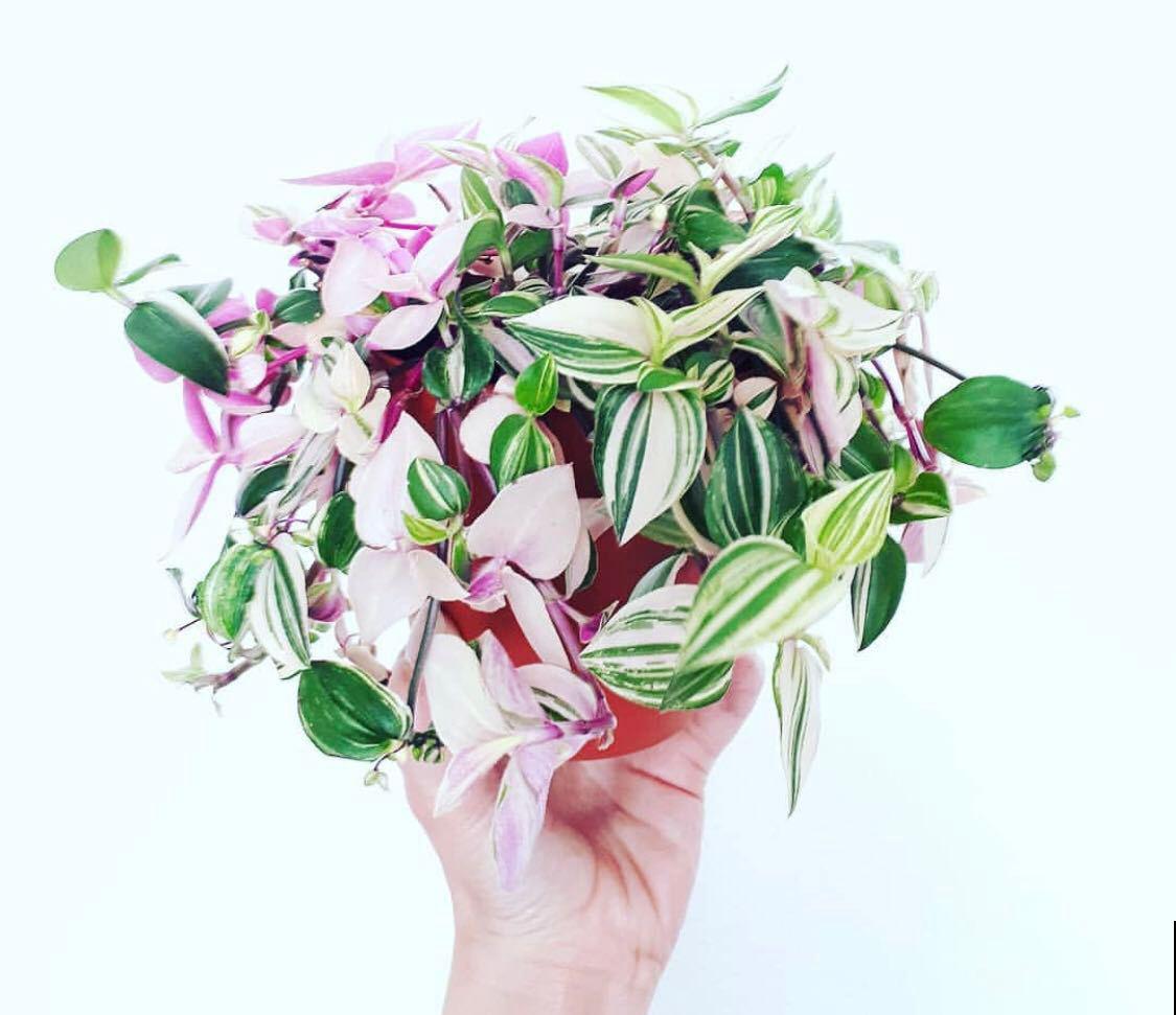 阳台上挂一盆垂吊花，养俩月就爆盆，繁殖能力也超