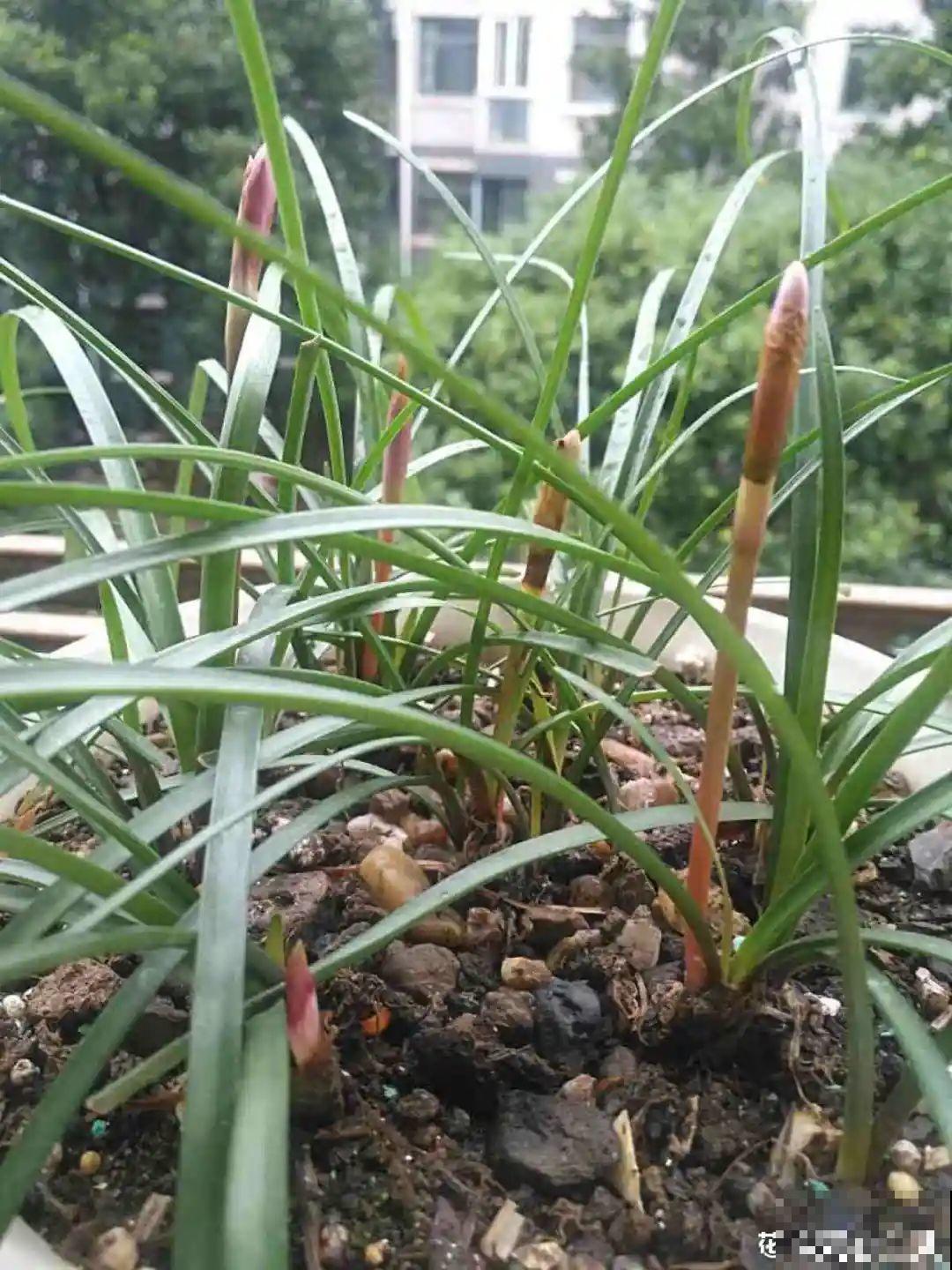 虐着养的花，剪成秃子，半月不浇水，呼呼开花