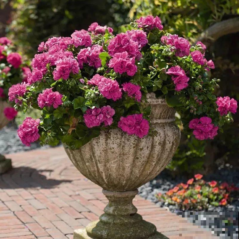 垂吊天竺葵,1年能开上百天,好养不占地儿 垂吊天竺葵,1年能开上百天,好养不占地儿