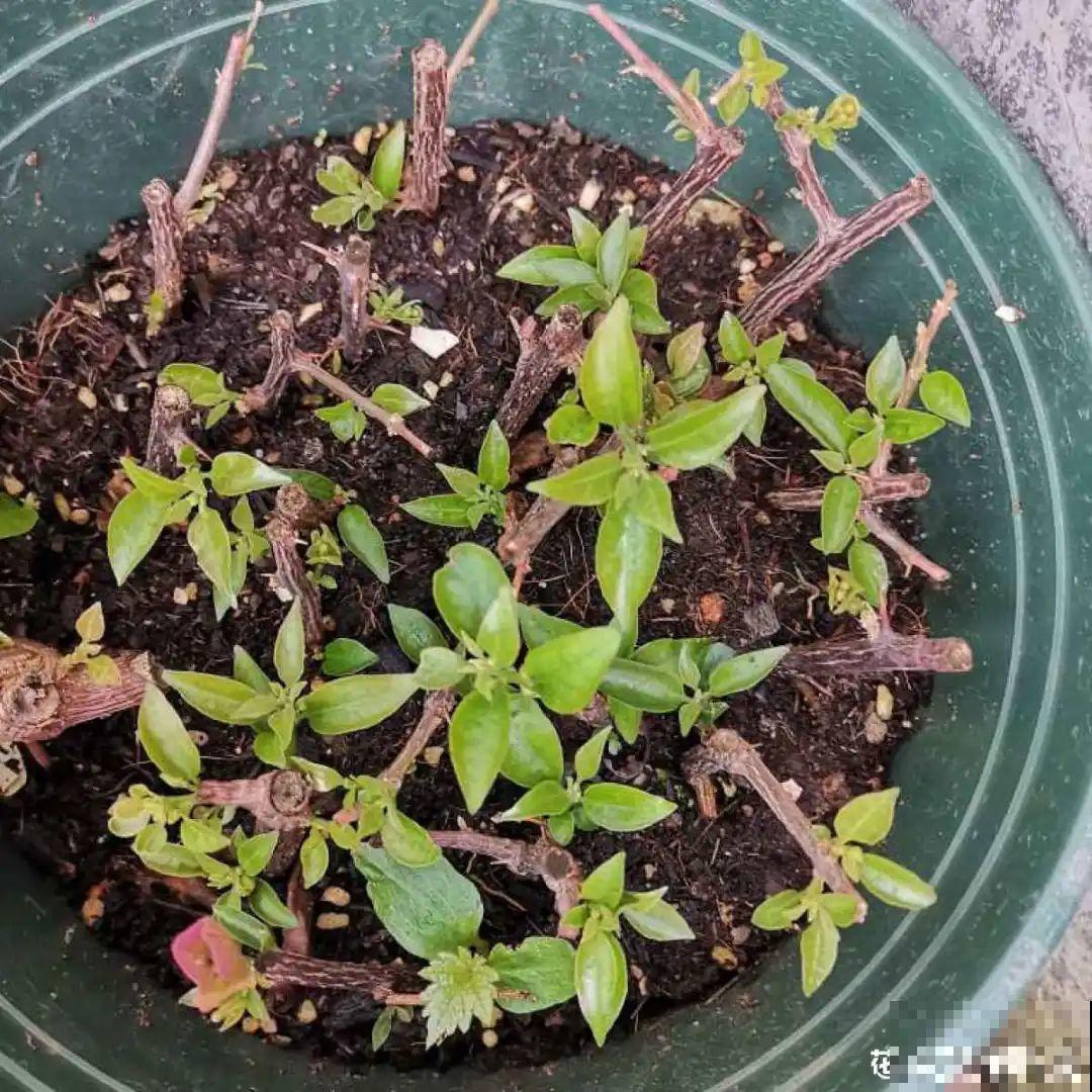 7种“落地生根”花,春天多插几棵,成活率特别高 7种“落地生根”花,春天多插几棵,成活率特别高