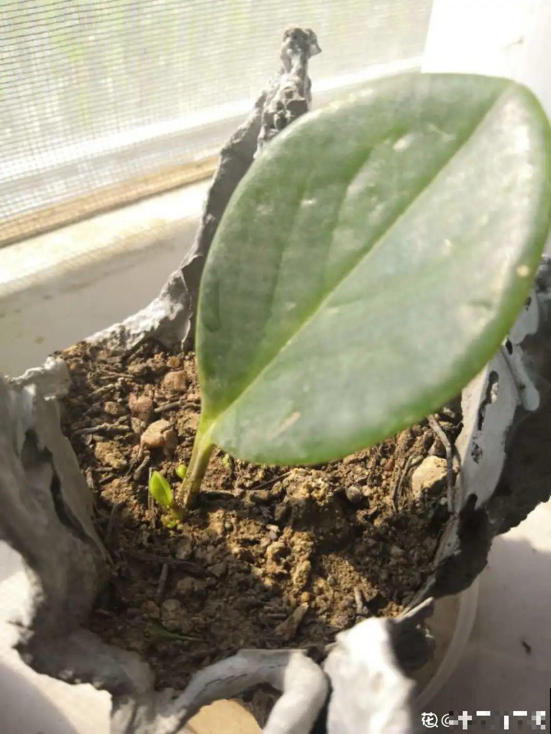 12种花真是太能生，叶子沾土就生根，实在太好活