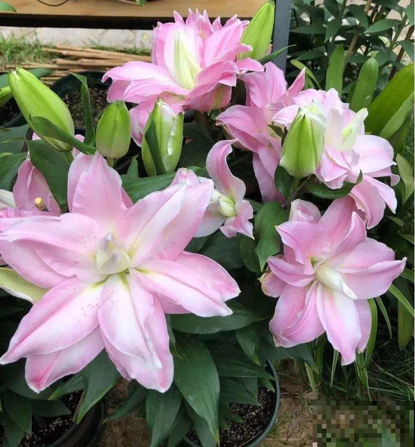 家里养盆香水花,满屋子飘香,还能净化空气 家里养盆香水花,满屋子飘香,还能净化空气