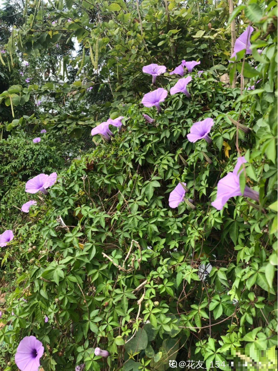 院子长出9种草，看到就铲除，留着就是大祸害