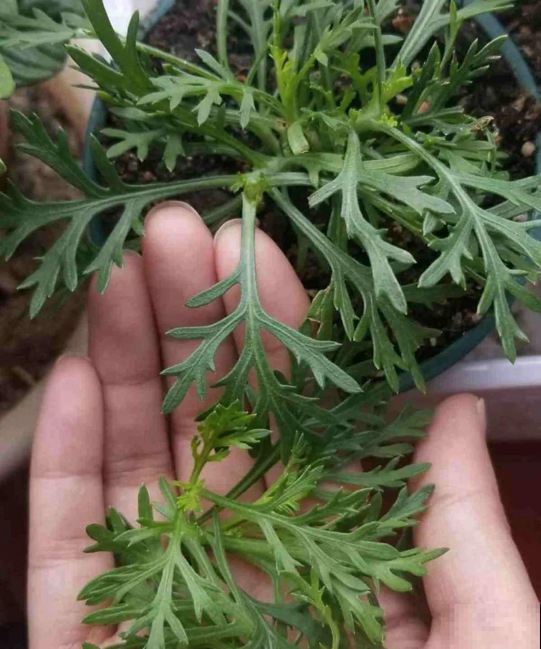 春天最佳繁殖季，扦插播种分株压条，成活率特高