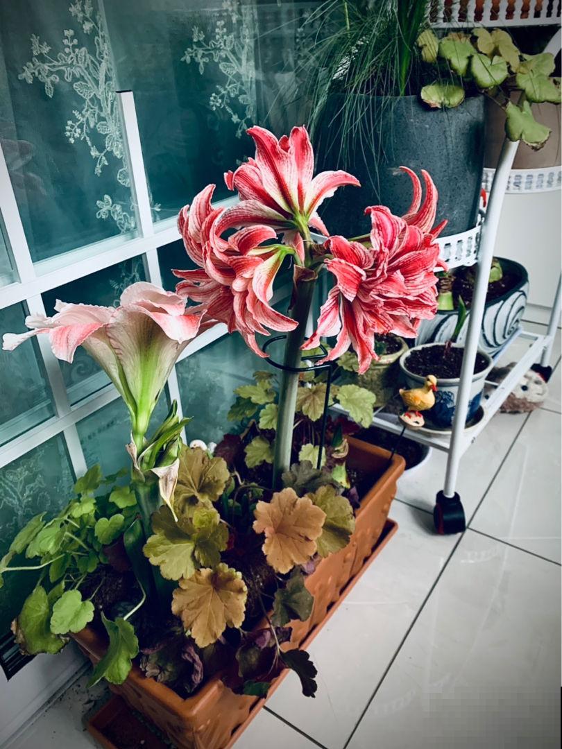 最好的养老方式,就是“沾花惹草”! 最好的养老方式,就是“沾花惹草”!