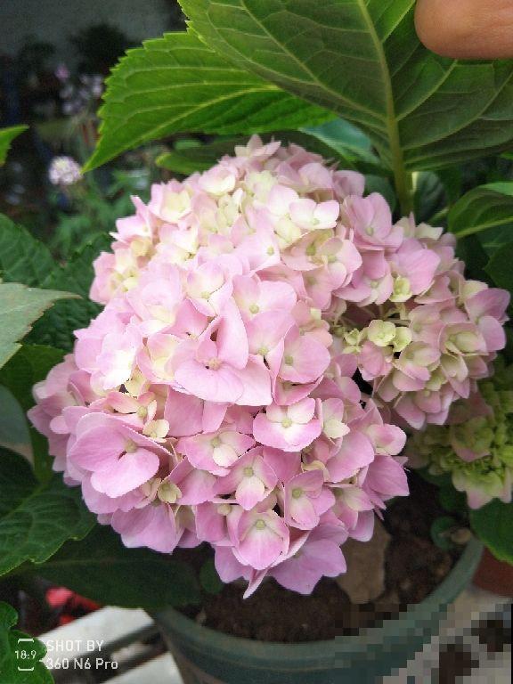 绣球到了花季,一直不开花,还是得从养护找原因 绣球到了花季,一直不开花,还是得从养护找原因