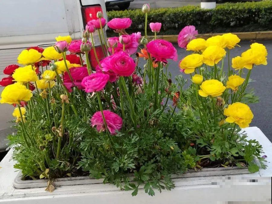 5月出门,收下这份百花图谱,啥花都能叫上名! 5月出门,收下这份百花图谱,啥花都能叫上名!