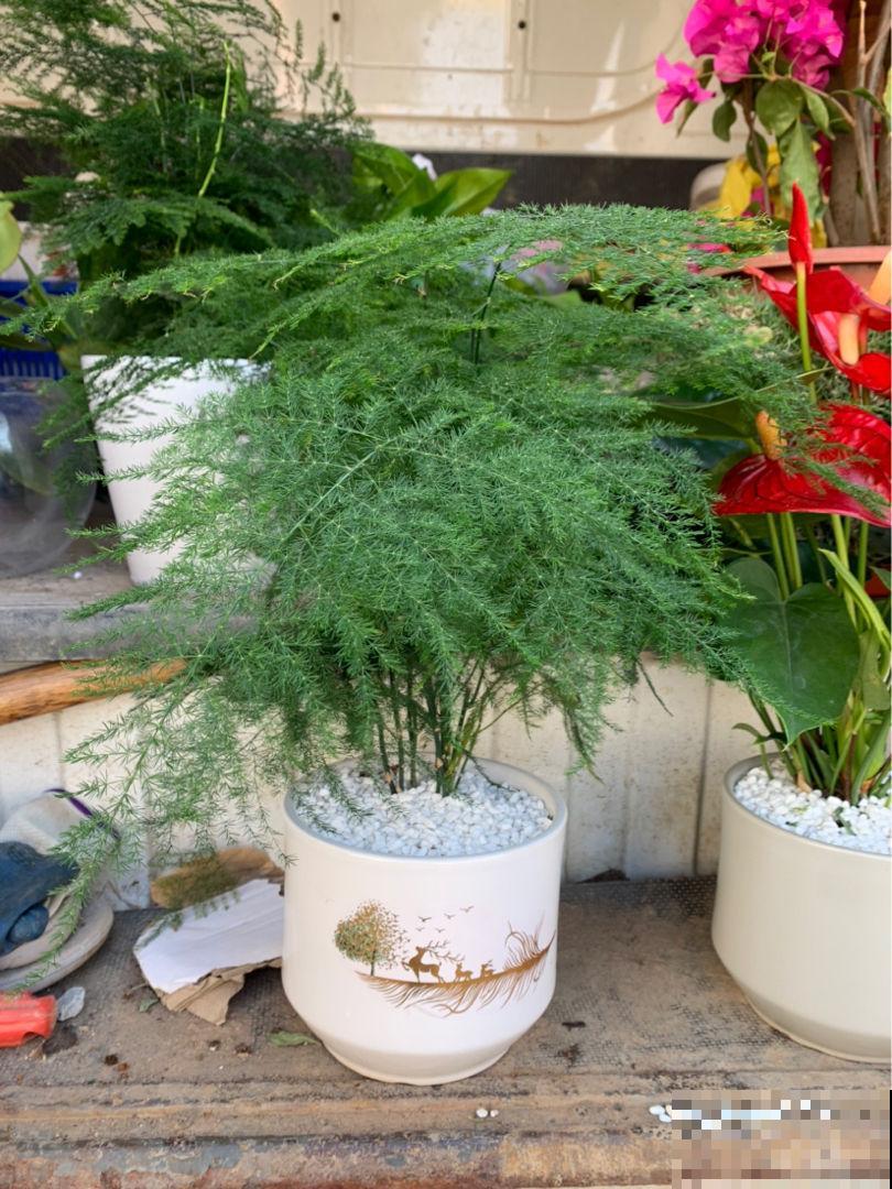 在家养耐阴花，注意“3个好处和3个骗局”，耐阴花才能长得壮