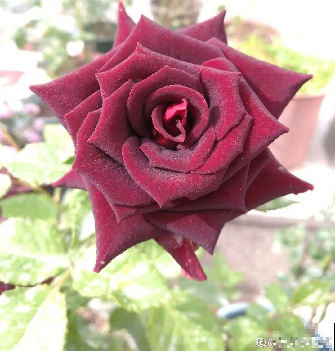 50种月季，各有各的美，哪一种是你的“菜”？