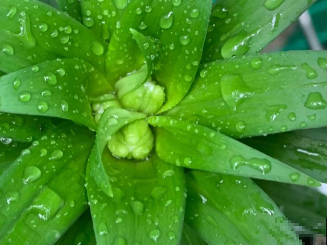 5种花不能淋雨，容易生病斑，搬屋里最保险