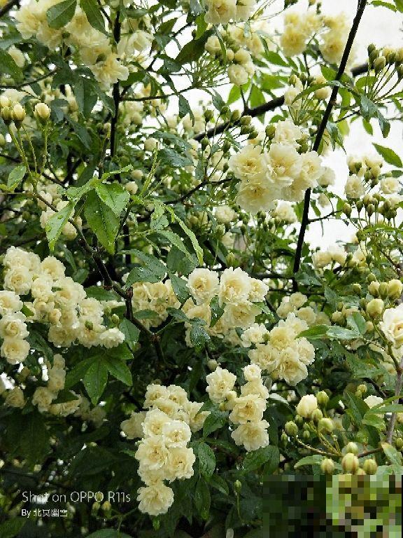 天生“性价比”超高的植物，价格便宜开花还多，适合新手