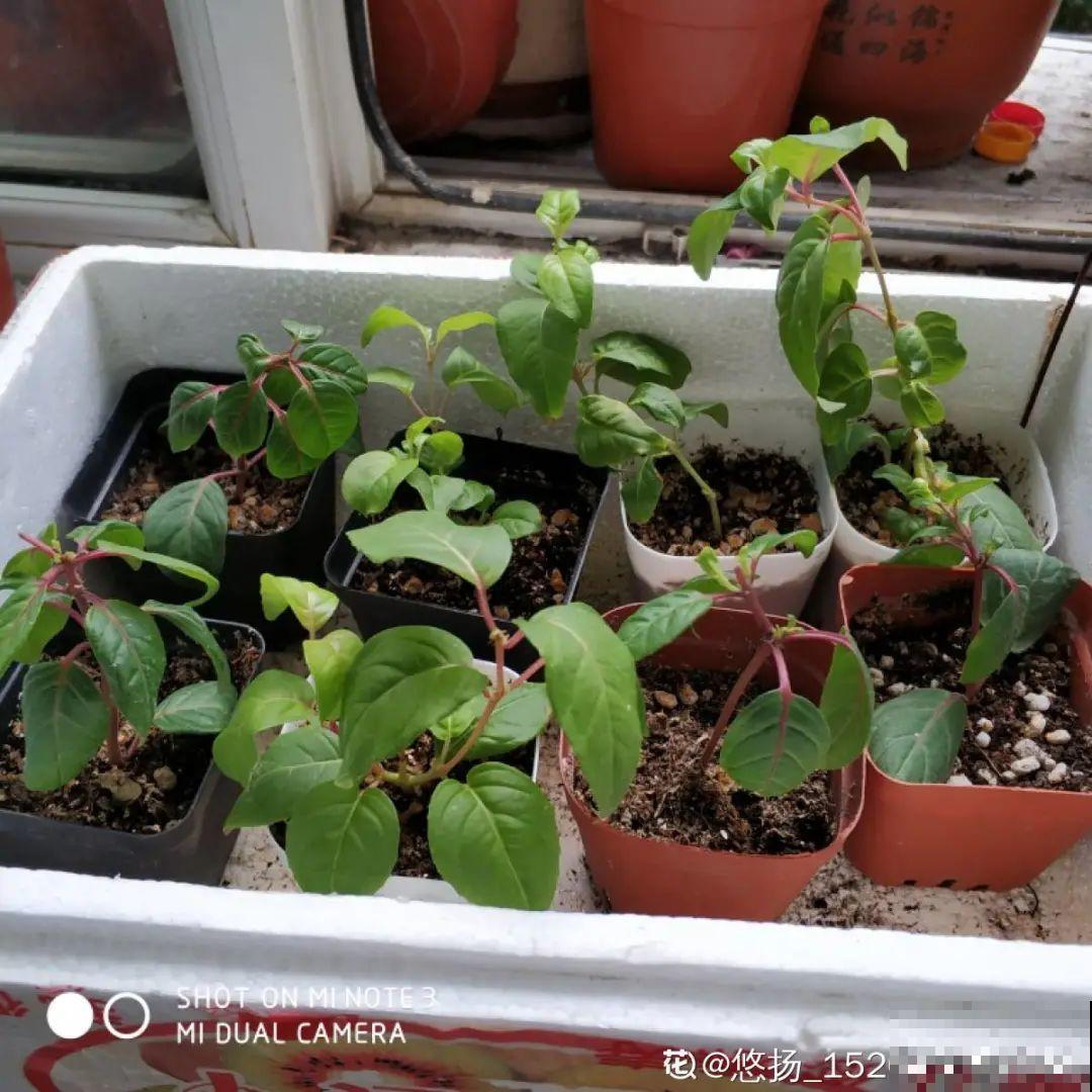 难度夏的8种花，赶紧扦插备份，再晚只剩盆了