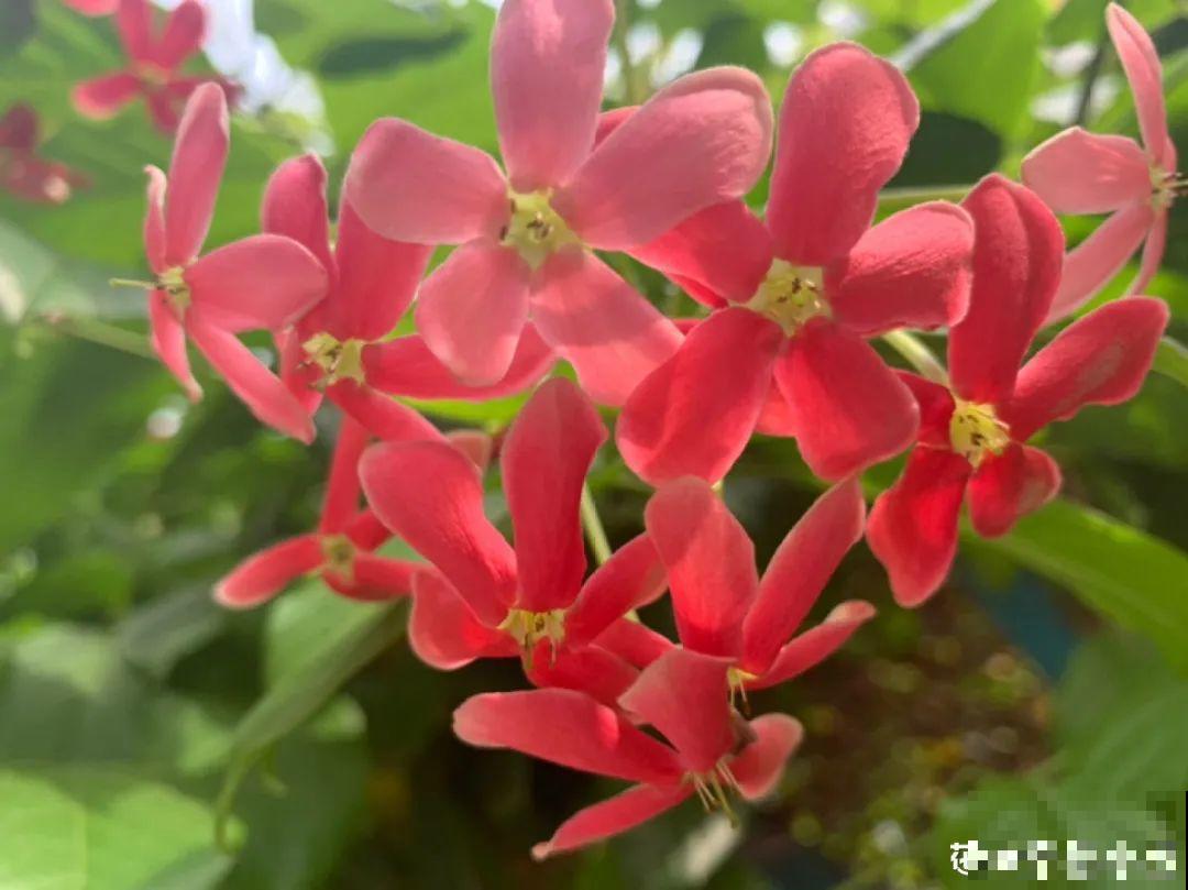 家里养盆香水花,满屋子飘香,还能净化空气 家里养盆香水花,满屋子飘香,还能净化空气