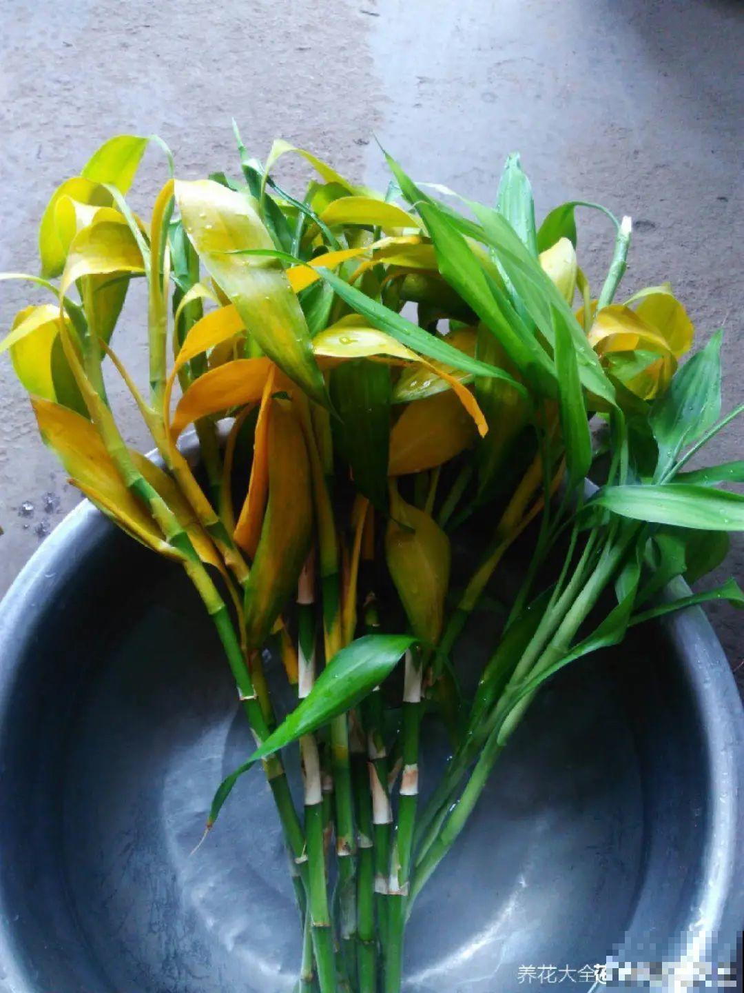 养花必备硫酸亚铁,叶子变绿了,小芽呼呼冒 养花必备硫酸亚铁,叶子变绿了,小芽呼呼冒