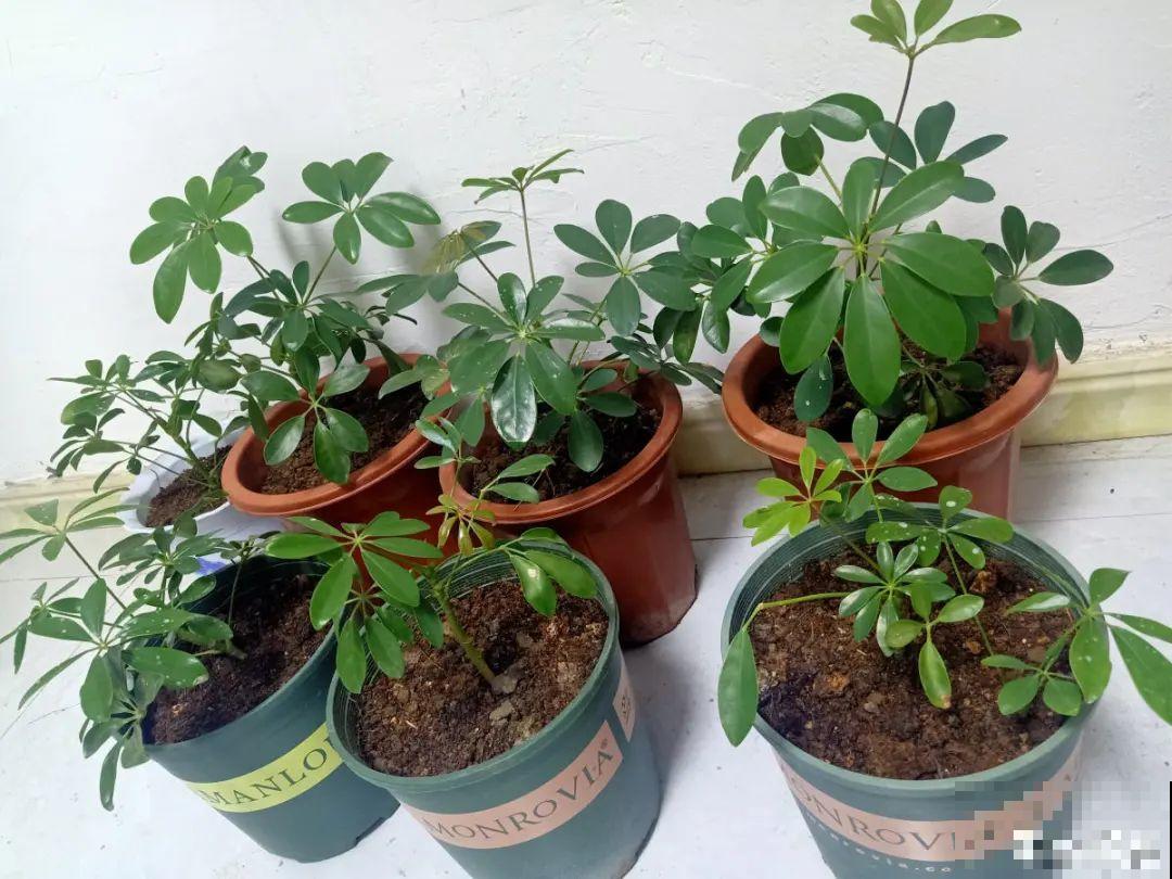 7种花要赶紧砍头,一头变多头,长得是真旺 7种花要赶紧砍头,一头变多头,长得是真旺