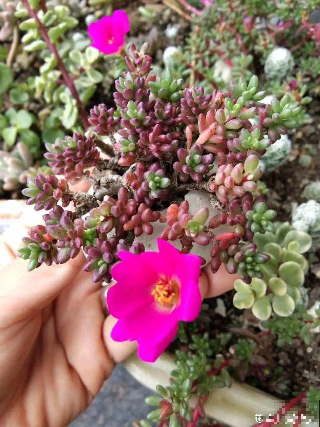 蛋壳里养多肉,长成老桩超好看,还能废物利用 蛋壳里养多肉,长成老桩超好看,还能废物利用