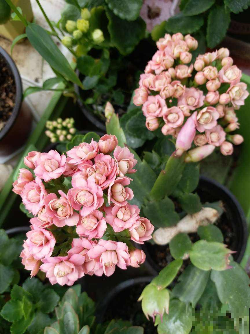 家庭常见花卉养护要点，看完你就都会了（下）