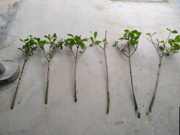 春天最佳繁殖季，扦插播种分株压条，成活率特高