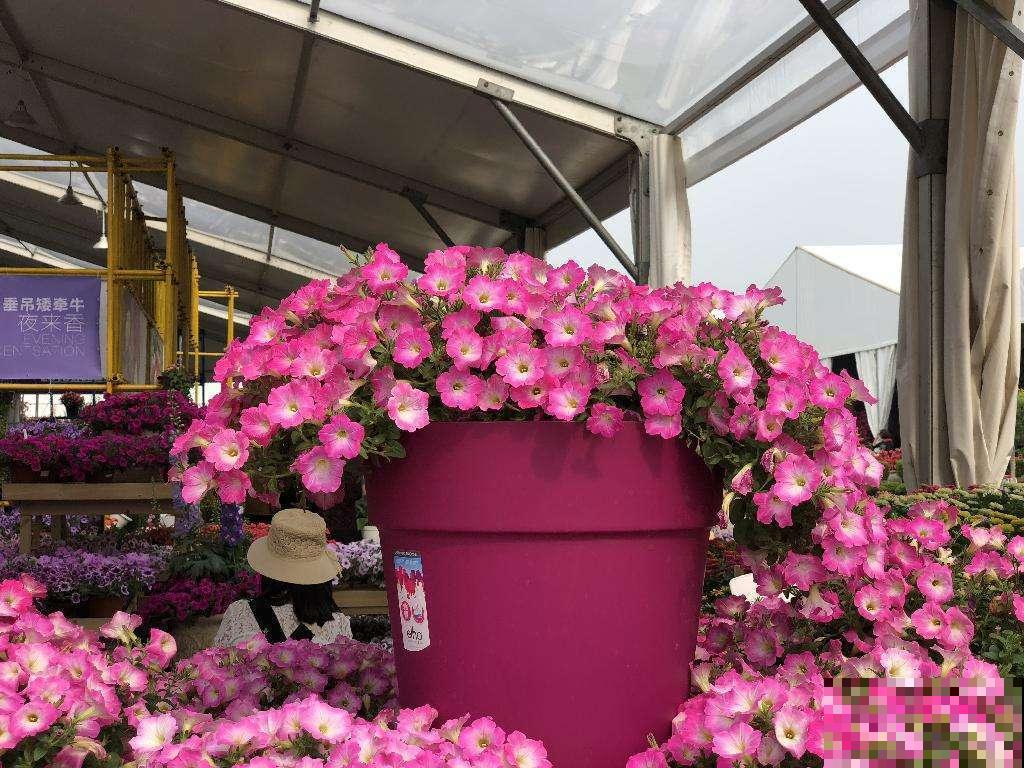 能够开成球的5种花,花期长,轻松就能养活! 能够开成球的5种花,花期长,轻松就能养活!