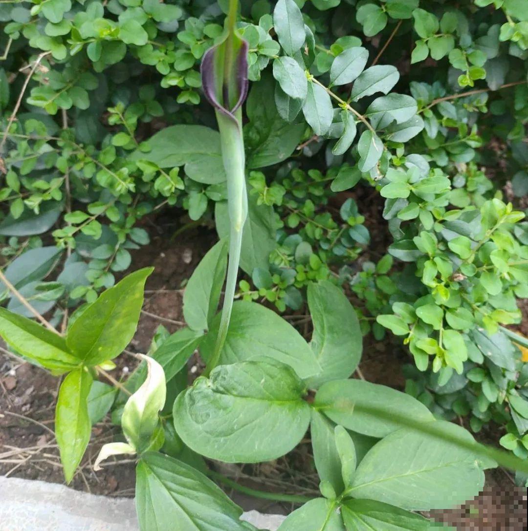 20种有毒花，看见绕道儿走，千万别乱摸