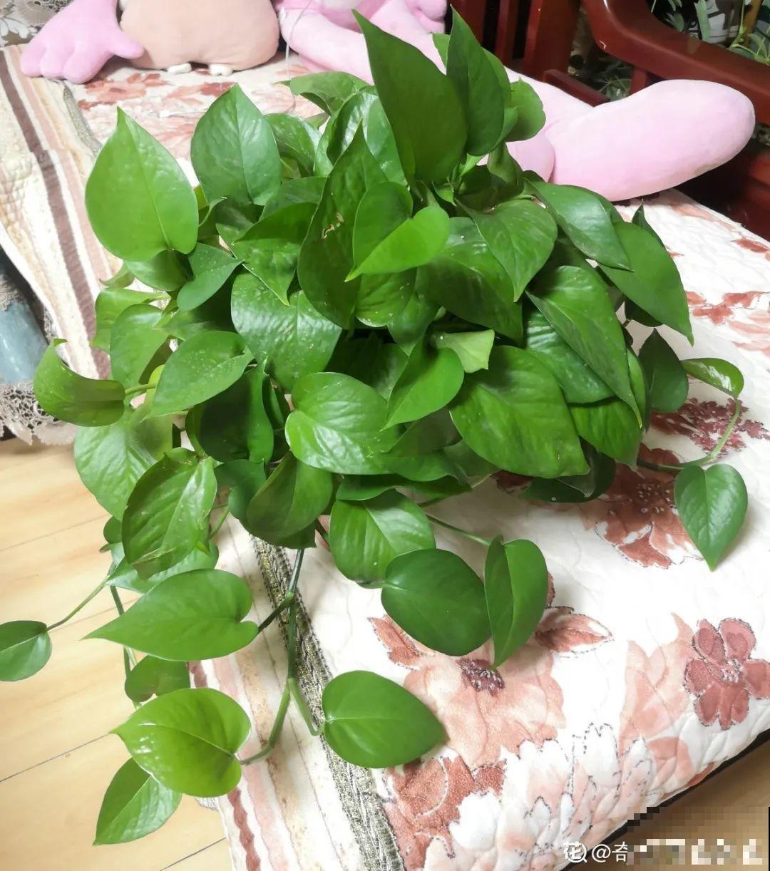 最怕晒的10种花,赶快搬进屋,否则会死掉 最怕晒的10种花,赶快搬进屋,否则会死掉