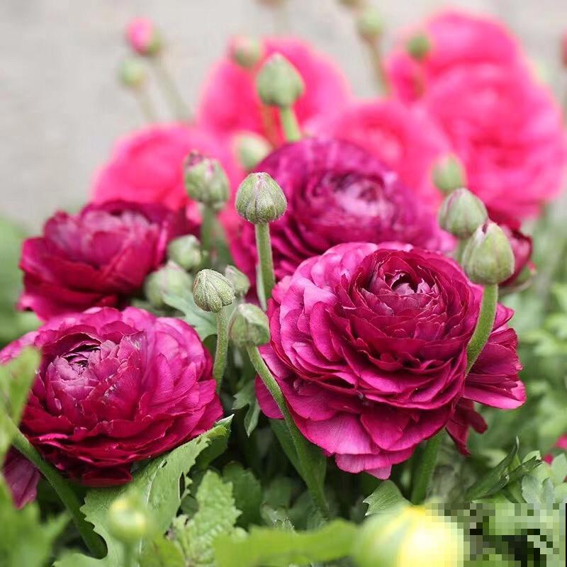 一种花被称作“小牡丹”,叶子像芹菜,4、5月开得正盛 一种花被称作“小牡丹”,叶子像芹菜,4、5月开得正盛