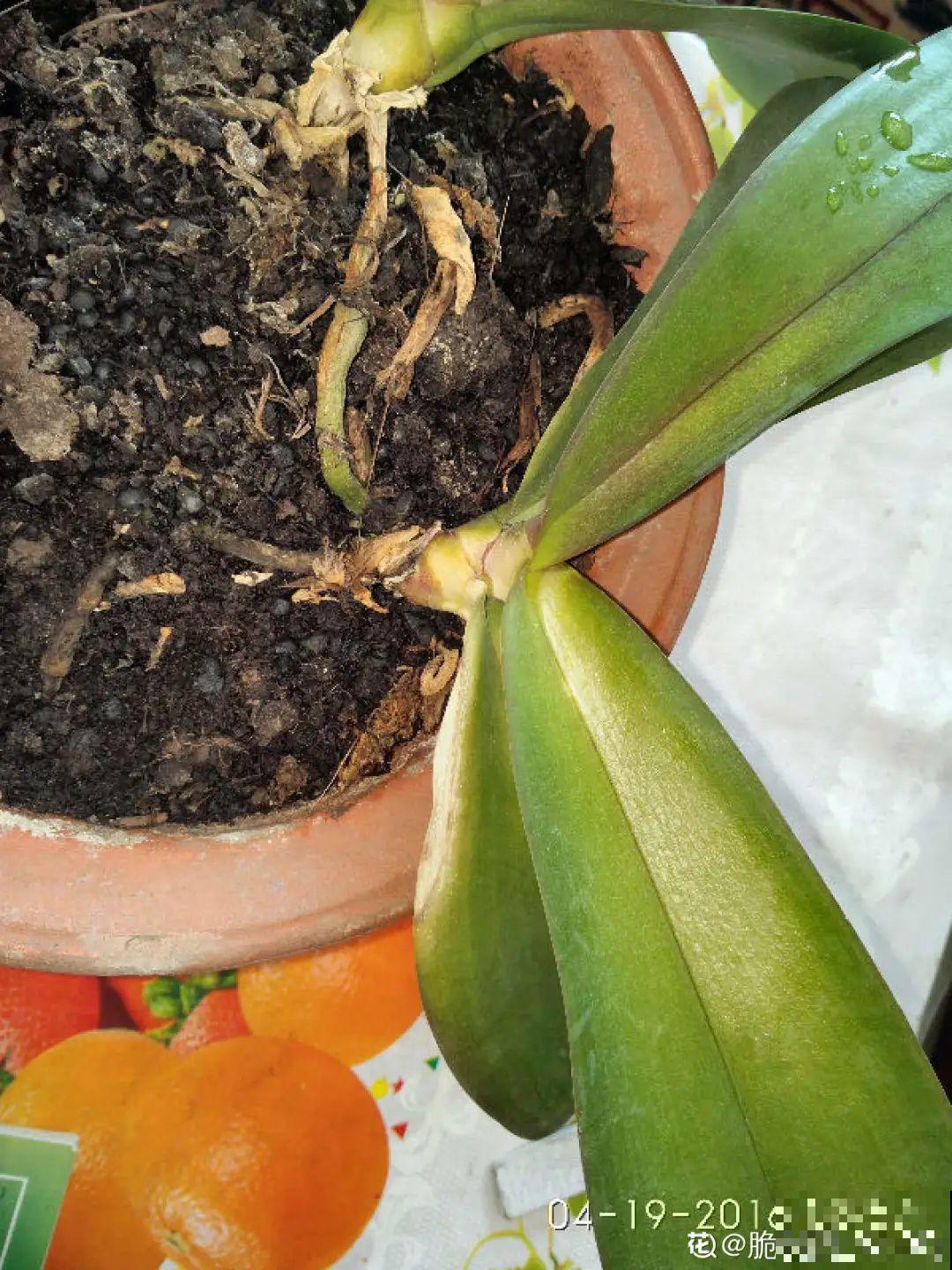 花市上的蝴蝶兰，长得像假花，谁见了都要摸一下！