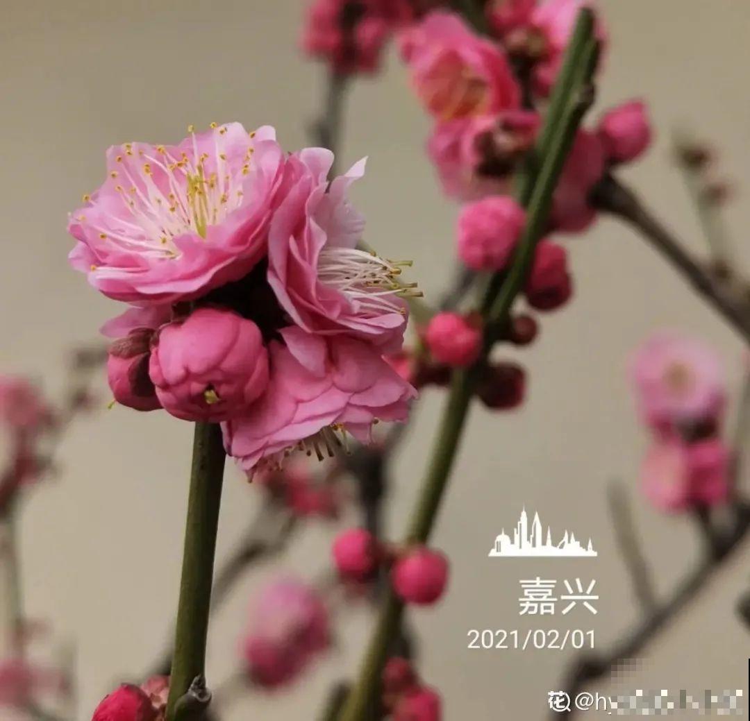 清明赏花，带上这份花卉图谱，变身行走的识花机器