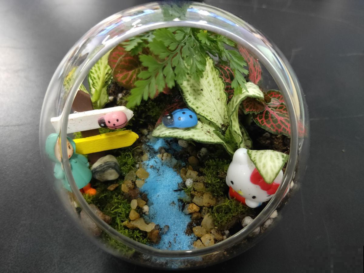 在家做个玻璃生态缸，各种植物随心养，自己就能活！