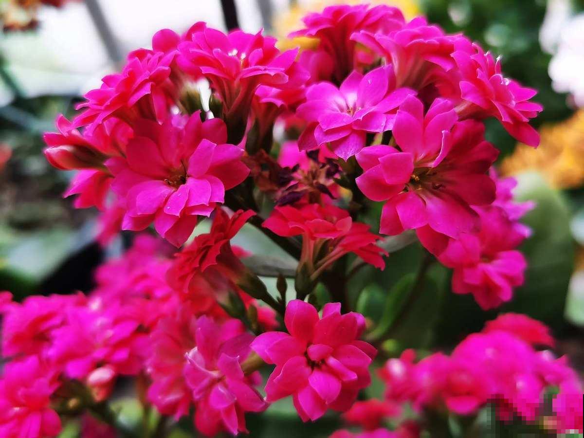 性格中有这4种特性,难养好花,要赶紧改正 性格中有这4种特性,难养好花,要赶紧改正