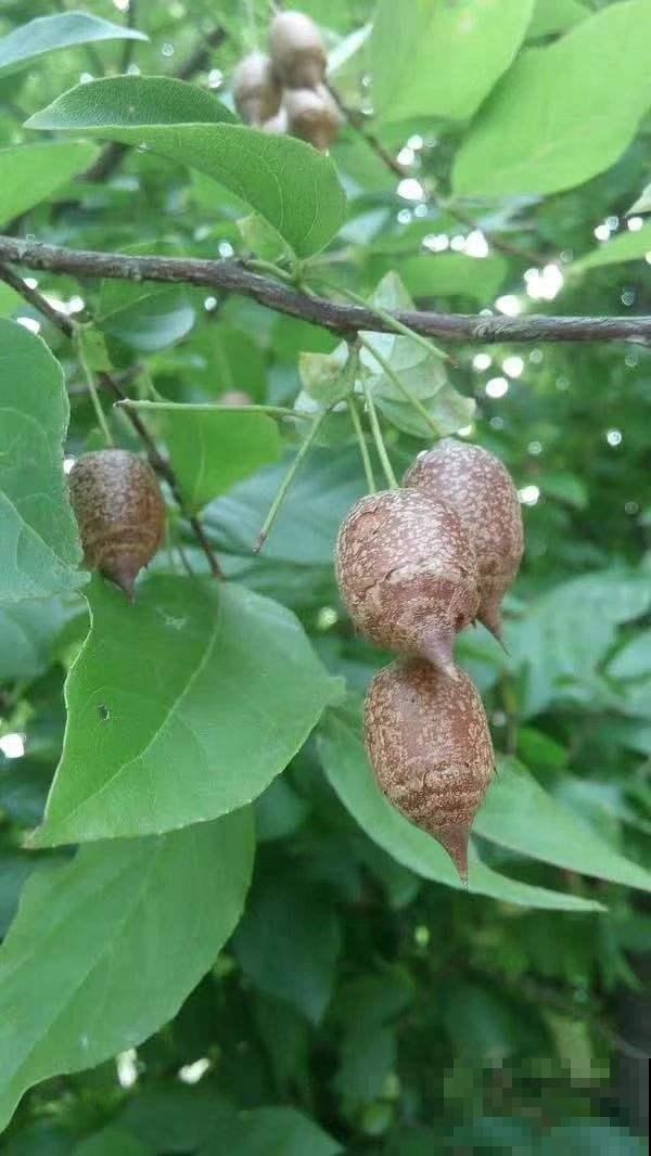 中国独有的树，开花满树白雪，结果像个“小秤锤”，见过的人太少