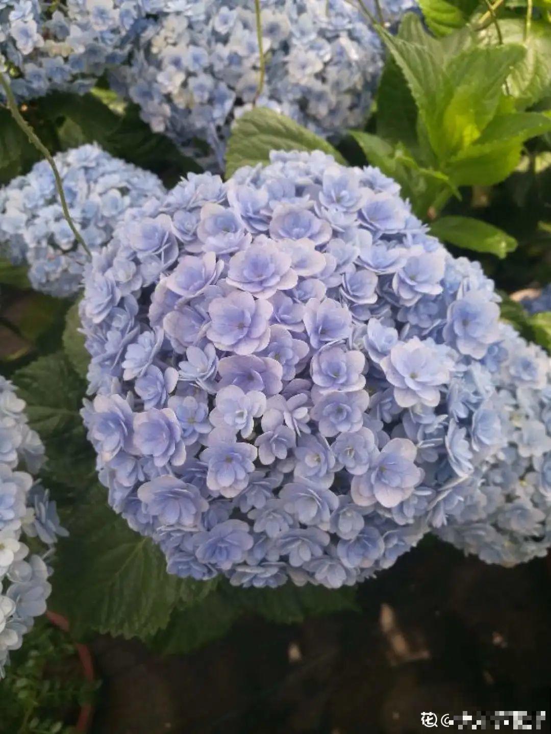 夏天扦插最好活，剪个枝条插土里，10天就生根！