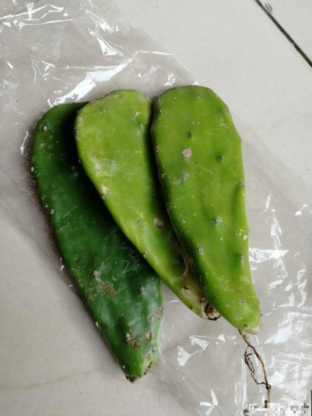 12种花真是太能生，叶子沾土就生根，实在太好活