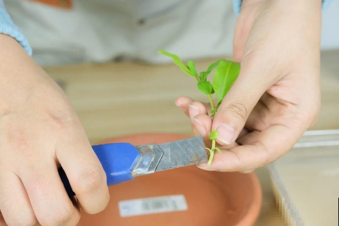 11种常见花，现在扦插，成活率特高