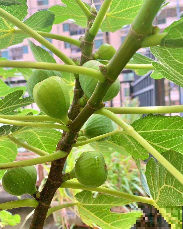 路边捡的无花果枝条，插土里很快生根，一年时间就能结果