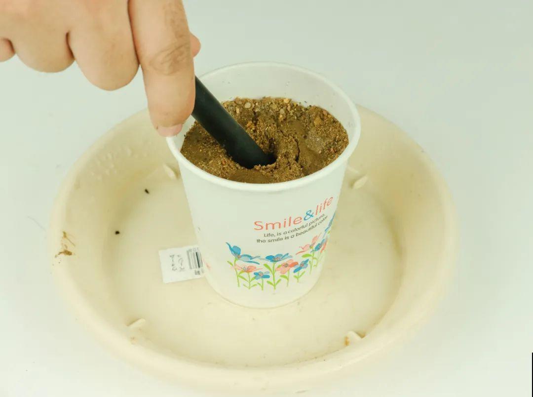 难度夏的8种花，赶紧扦插备份，再晚只剩盆了