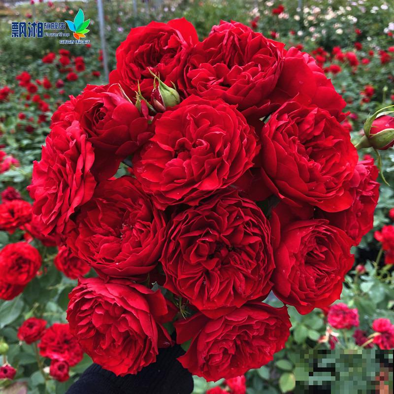 这5种花，只要养好一种，家里瞬间变成大花园