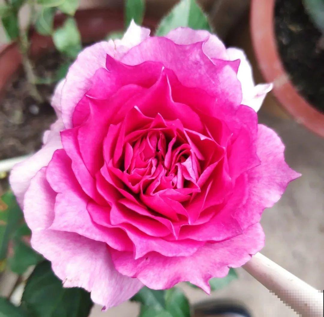 50种月季，各有各的美，哪一种是你的“菜”？