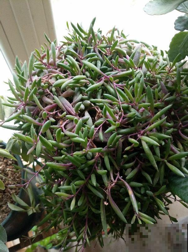 车里养盆小绿植，异味被吸走，观赏效果超好