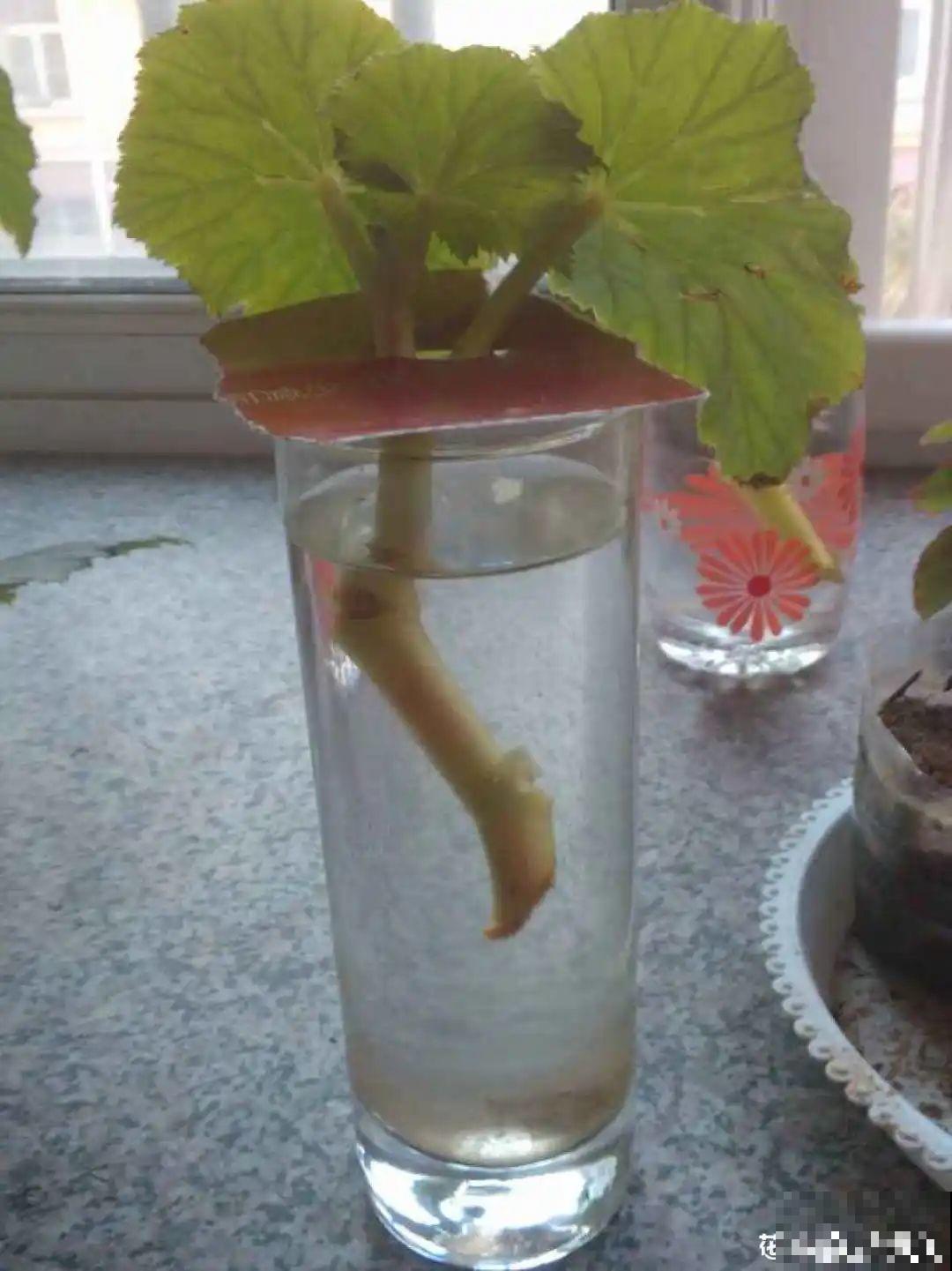 难度夏的8种花，赶紧扦插备份，再晚只剩盆了