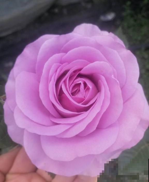 养花不用养太多,这一种花养好了,足够撑起一家门面! 养花不用养太多,这一种花养好了,足够撑起一家门面!