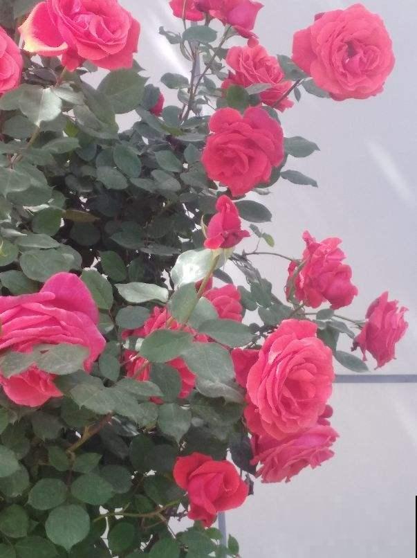 4种“活香水”，养在家里香香的，闻一闻心情都变好