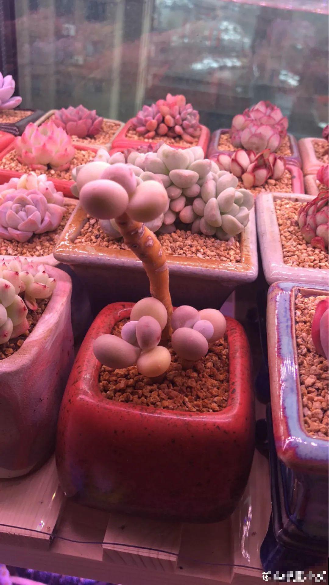 室内养多肉,也能养出水晶果冻色,任谁看到都说好 室内养多肉,也能养出水晶果冻色,任谁看到都说好