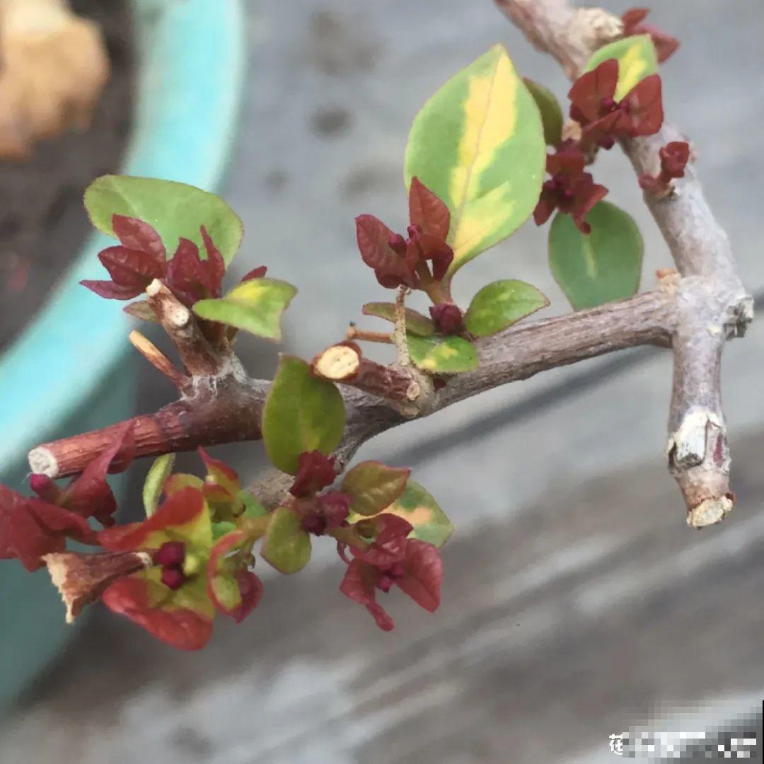 虐着养的花，剪成秃子，半月不浇水，呼呼开花