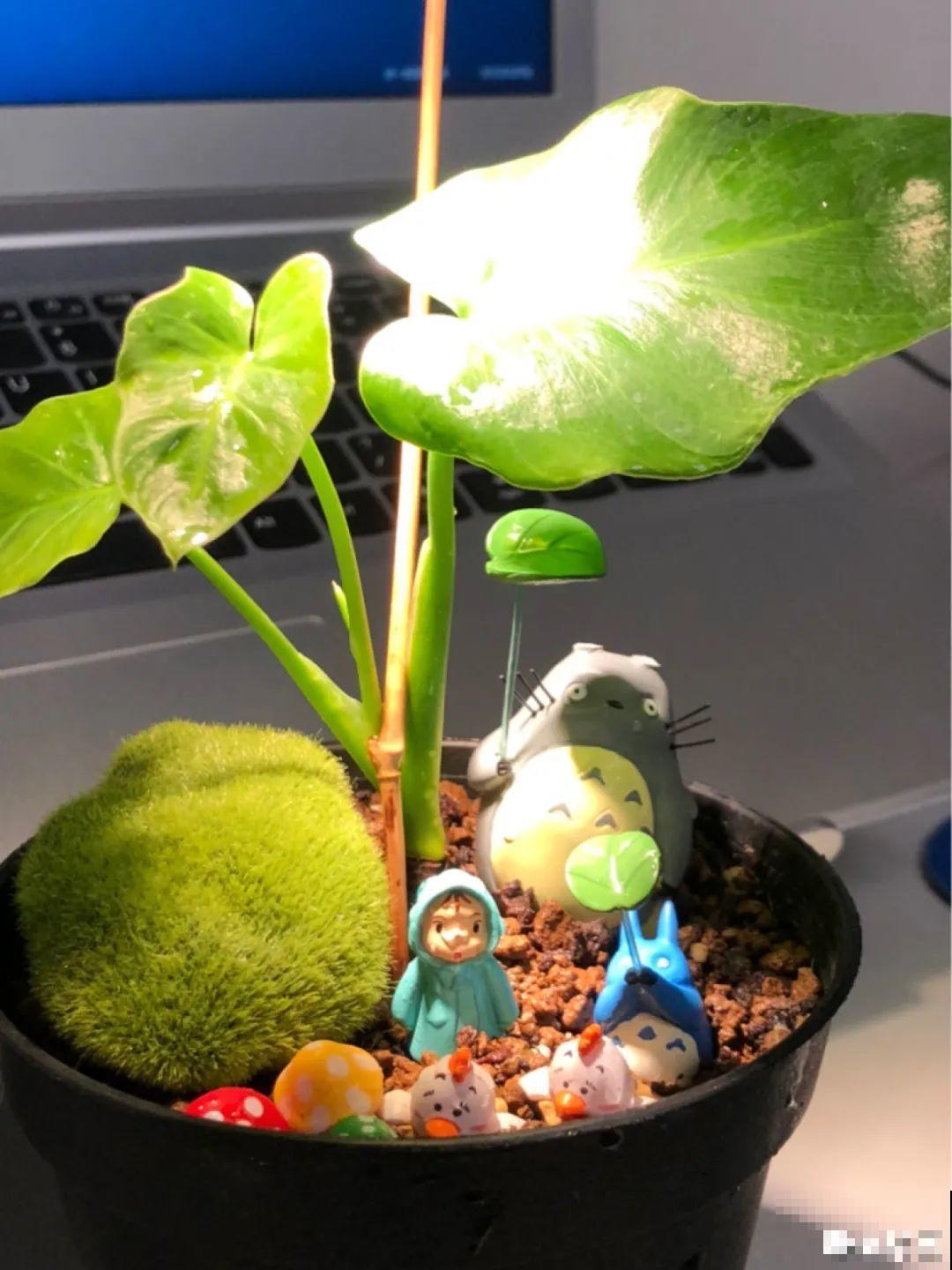 阳台虽小，种点花草，也能变成小花园