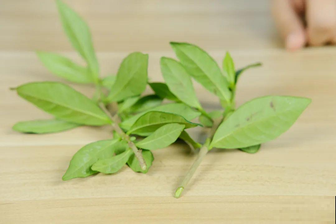 11种常见花，现在扦插，成活率特高