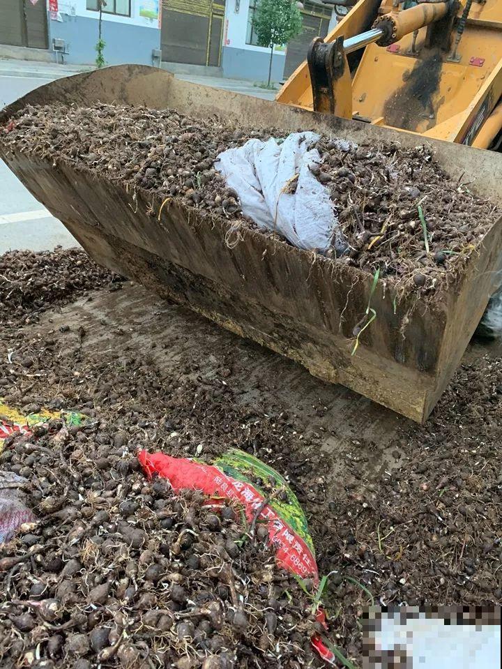 风雨兰太皮实,暴晒淋大雨,反而疯狂开花 风雨兰太皮实,暴晒淋大雨,反而疯狂开花